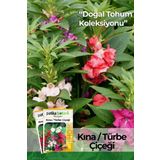 Patika Botanik Kına (ımpatiens Balsamina) Çiçek Tohumu 30 Adet