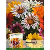 Patika Botanik Meramlı Kız (gazania Splendens) Çiçek Tohumu 20 Adet