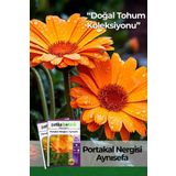 Patika Botanik Portakal Nergisi - Aynı Sefa (calendula Officinalis) Çiçek Tohumu 30 Adet