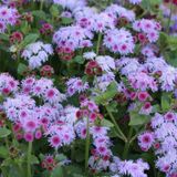Patika Botanik Vapur Dumanı (ageratum Houstanianum) Çiçek Tohumu 100 Adet