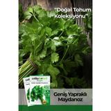 Patika Botanik Yerli Maydonoz Tohumu 5000 Adet Geniş Yapraklı Türkiye Menşeli Zengin Aroma - 1 Paket