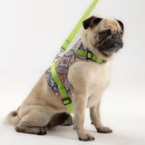 Patipatron Kaçış Önleyici Ayarlanabilir Küçük Irk ve Büyük Irk Köpek Göğüs Tasma Seti ve Gezdirme İpi (Etnik Yeşil, 2XL)