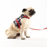 Patipatron Kaçış Önleyici Ayarlanabilir Küçük Irk ve Büyük Irk Köpek Göğüs Tasma Seti ve Gezdirme İpi (Kırmızı Patili, XS)