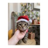 Patipatron Yeni Yıl Kedi Şapkası Lastikli Yılbaşı Şapkası Yetişkin ve Yavru Kedi Noel Baba Şapkası