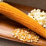 PATLAK MISIR POPCORN CİN MISIR TOHUMU 50 ADET TOHUM