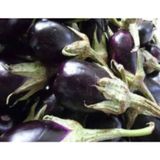 Patlıcan Antep Dolmalık Tohumu - Aksel 10 gr
