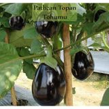 Patlıcan Tohumu 1 Paket (10Gr=2000+ Adet) Topan Patlıcan Tohumu