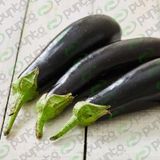 Patlıcan Tohumu Kemer 27 - 25 g (~ Takribi 3.250 Tohum)