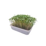 Pauls Micro Farm Evde Mikro Yeşil Deneyim Seti (Brokoli)