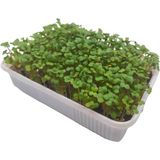 Pauls Micro Farm Evde Mikro Yeşil Deneyim Seti (Fesleğen) - 1 Adet