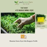 Pauls Micro Farm Sulforafan kaynağı brokoli filizi – bağışıklık & hücresel koruma (4 günlük taze hasat) - 120 gr