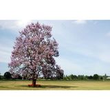 PAVLONYA AĞACI FİDANI - Paulownia Tementosa 30-50 cm