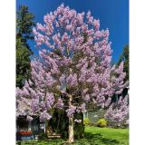 Pavlonya Fidanı / Çin Kavağı (Paulownia Tomentosa)