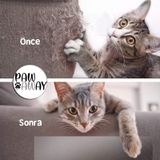 Pawaway Kedi Eğitim Bandı Tek Yüz Yapışkanlı Tırmalama Caydırıcı Koltuk Mobilya Koruyucu Şeffaf 25 x 45 CM 4 Adet seffaf