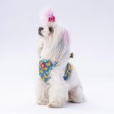 Pawstar Air-Mesh Ducks Köpek Göğüs Tasması (S)