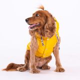 Pawstar Air-Mesh Red Köpek Göğüs Tasması (2XS)