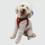 Pawstar Air-Mesh Terracotta Köpek Göğüs Tasması - Bordo - XS
