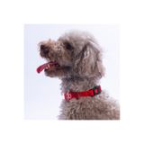 Pawstar Kırmızı Köpek Boyun Tasması Ayarlanabilir Köpek Tasması