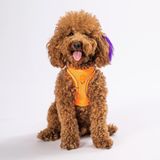 Pawstar Neon Turuncu Air-mesh Göğüs Tasması Kedi Köpek Göğüs Tasması Neon Turuncu S