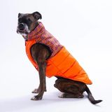 Pawstar Turuncu Elgin Paws Su İtici Orta-Büyük Irk Köpek Puf Yelek Yağmurluk