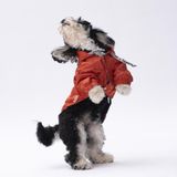 Pawstar Turuncu Pluvia Kedi Köpek Mont Kedi Köpek Kıyafeti - L