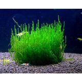 Peacock Moss Tele Sarılı 5x5Cm Yeni Sarım Canlı Bitki