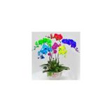pearlexoticseed Kelebek Orkide Tohumu 10 Adet