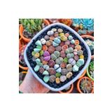 pearlexoticseed Lithops Taş Çiçek Tohumu 15 Adet C Serisi