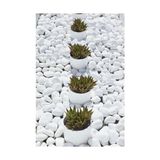 PearlHaus Beyaz Dolomit Taşı 10 kg 2-4 cm Bahçe Taşı Dekoratif Taş Dere Taşı Dolomite Doğal Taş Beyaz Süs Taşları