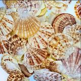 Pecten Mascarensis Kiloluk Deniz Kabuğu ( 1 Kg)