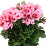 Pelargonium Grandiflorum Aristo Pink Sardunya Canan Çiçeği Fidesi (1 Fide)