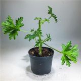 Pelargonium Graveolens Itır Bitkisi Mis Kokulu 10-20 Cm