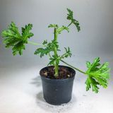 Pelargonium Graveolens - Itır Bitkisi Mis Kokulu 8.5 Cm Saksıda