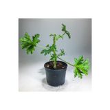Pelargonium Graveolens - Itır Bitkisi Mis Kokulu