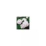 Pelargonium Peltatum Sakız Sardunya Fidanı 10-20 Cm