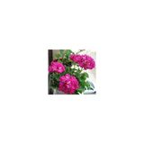 Pelargonium Sardunya Itır Çiçeği 10-20 Cm