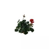 Pelergonium Kırmızı Sardunya Çiçeği Fidanı 10-20 Cm