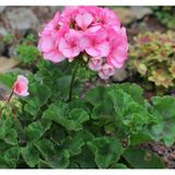 Pelergonium Pembe Sardunya Çiçeği Fidanı 10-20 Cm