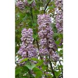 Pelin Fidancılık -pavlonya Fidanı-2 Adet (PAULOWNİA TOMENTOSA) (30-40 CM)