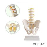 PELVİS (LEĞEN) MAKETİ MODEL 31