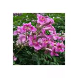 Pembe Acem Borusu Sarmaşığı Fidanı 30-60 Cm