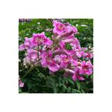 Pembe Acem Borusu Sarmaşığı Fidanı 40-60 Cm