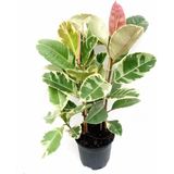 Pembe Alacalı Kauçuk Çiçeği 2li 95-100CM Iç Mekan Bitkisi Hediyelik Salon Bitkisi