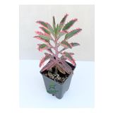 Pembe Aşkın Gözyaşı Çiçeği 10-15cm Kalanchoe Daigremontiana