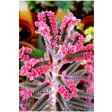 Pembe Aşkın Gözyaşı Çıcegi 5.5 Cm Saksıda 5-15Cm Degişen Boyutta
