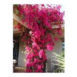 Pembe Begonvil Çiçeği 30 60 Cm 1 Adet Tüplü Çiçekli Iç/ Dış Mekan Bitkisi Bougainvillea