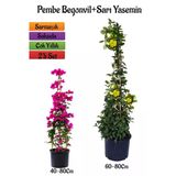 Pembe Begonvil Çiçeği Fidanı+Sarı Yasemin Fidanı 2'li Bahçe Peyzaj Seti, BTS0001NA2018