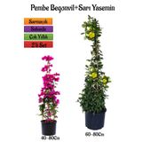 Pembe Begonvil Çiçeği Fidanı+Sarı Yasemin Fidanı 2'li Bahçe Peyzaj Seti, SRD0001NA2018