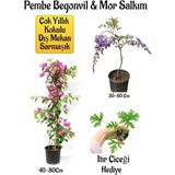 Pembe Begonvil Çiçeği+Mor Salkım Ağacı Fidanı Itır Çiçeği Hediyeli Bahçe Peyzaj Seti