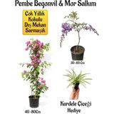 Pembe Begonvil Çiçeği+Mor Salkım Ağacı Fidanı Kurdele Çiçeği Hediyeli Bahçe Peyzaj Seti